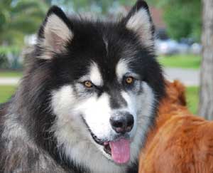 Hudsons Malamutes - Samson