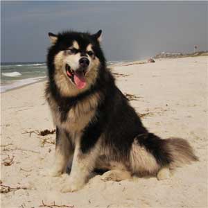 Hudsons Malamutes - Samson