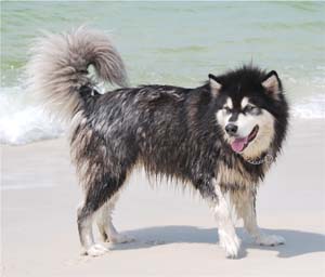 Hudsons Malamutes - Samson