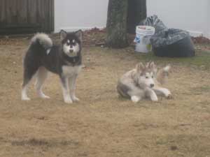 Hudsons Malamutes - Sasha - Shtiya