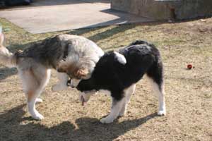 Hudsons Malamutes - Sasha - Shtiya