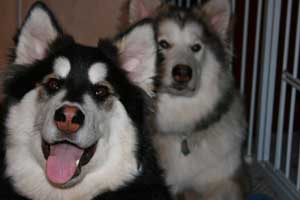 Hudsons Malamutes - Sasha - Shtiya