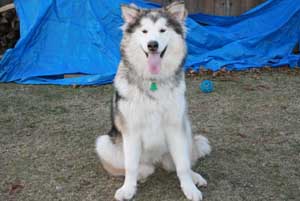 Hudsons Malamutes - Sasha - Shtiya