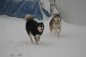 Hudsons Malamutes - Sasha - Shtiya