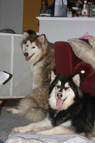 Hudsons Malamutes - Sasha - Shtiya