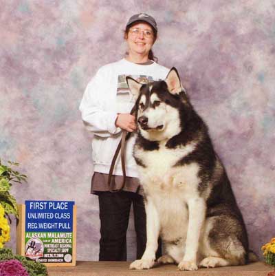 Hudsons Malamutes - Sebastian