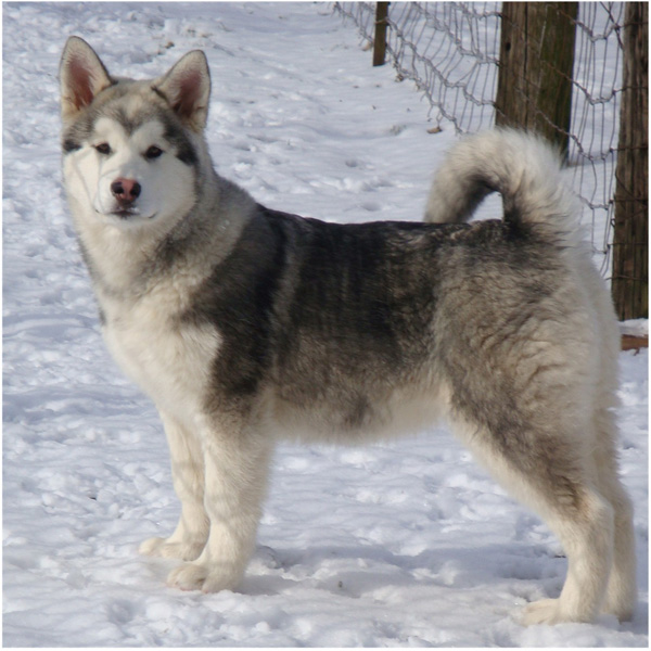 Hudsons Malamutes - Sequoia 