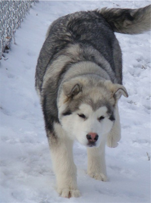 Hudsons Malamutes - Sequoia 