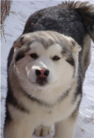 Hudsons Malamutes - Sequoia 