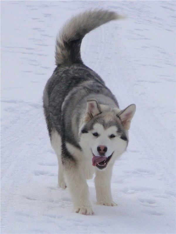 Hudsons Malamutes - Sequoia 