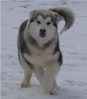 Hudsons Malamutes - Sequoia 