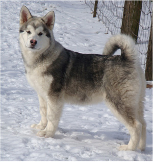 Hudsons Malamutes - Sequoia 