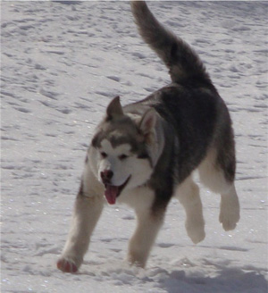 Hudsons Malamutes - Sequoia 