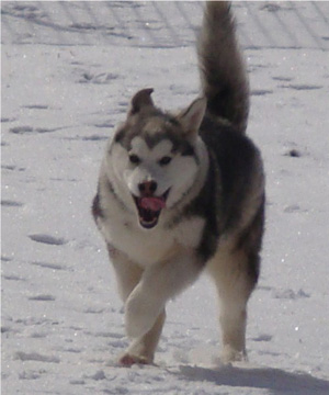 Hudsons Malamutes - Sequoia 