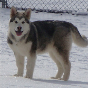 Hudsons Malamutes - Sequoia 