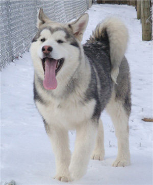 Hudsons Malamutes - Sequoia 