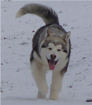 Hudsons Malamutes - Sequoia 