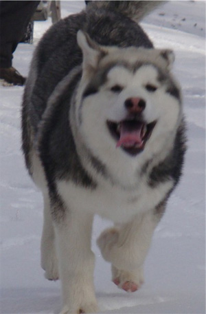 Hudsons Malamutes - Sequoia 