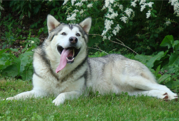 Hudsons Malamutes - Sequoia 