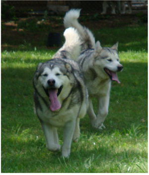 Hudsons Malamutes - Sequoia 