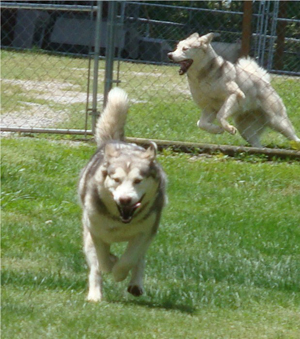 Hudsons Malamutes - Sequoia 