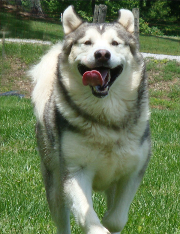 Hudsons Malamutes - Sequoia 