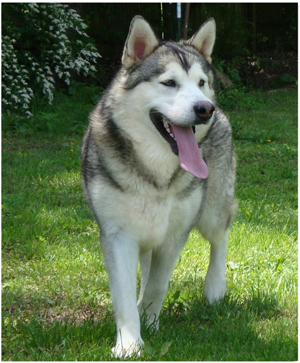 Hudsons Malamutes - Sequoia 