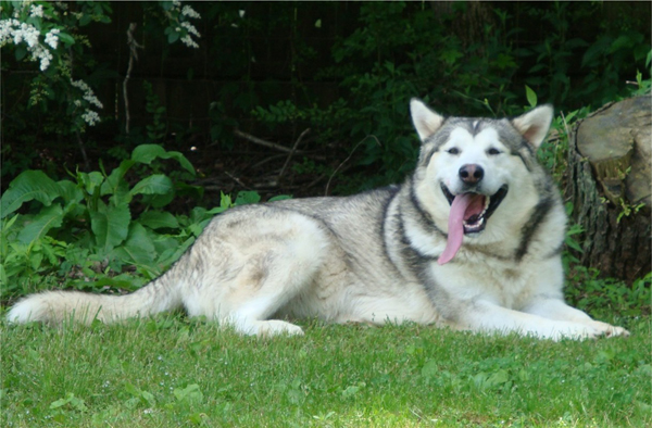 Hudsons Malamutes - Sequoia 