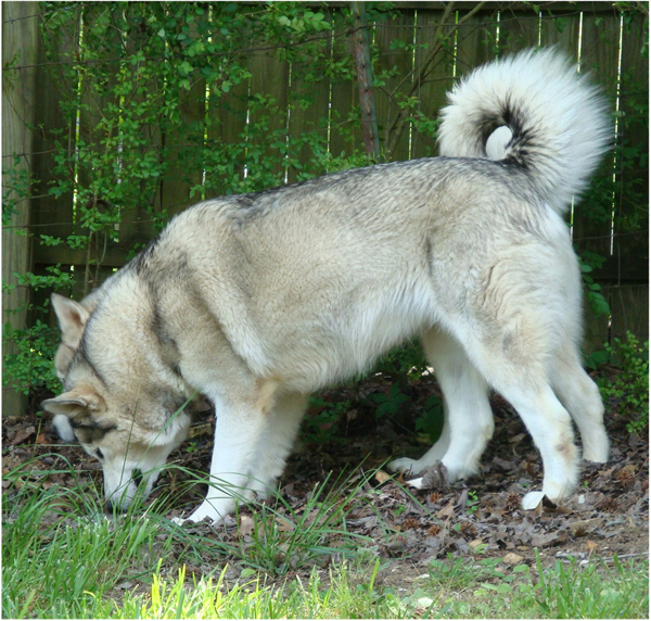 Hudsons Malamutes - Sequoia 