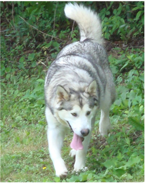 Hudsons Malamutes - Sequoia 