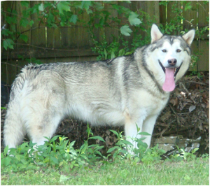 Hudsons Malamutes - Sequoia 