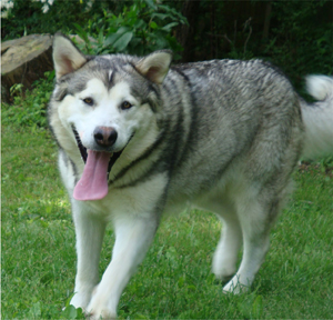 Hudsons Malamutes - Sequoia 