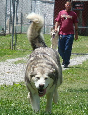 Hudsons Malamutes - Sequoia 