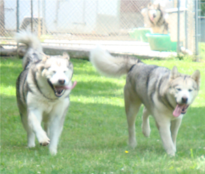 Hudsons Malamutes - Sequoia 