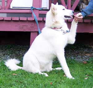 Hudons Malamutes - Serenity Snow Angel