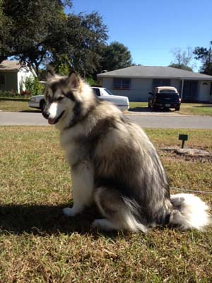 Hudsons Malamutes - Shadow