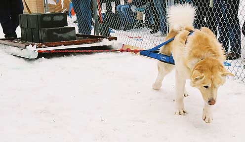 Hudsons Malamutes - Shahana