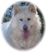 Hudsons Malamutes - Shahana
