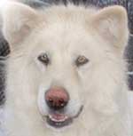 Hudsons Malamutes - Shahana