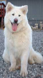Hudsons Malamutes - Shahana