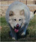 Hudsons Malamutes - Shahana