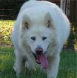 Hudsons Malamutes - Shahana