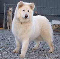 Hudsons Malamutes - Shahana
