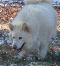 Hudsons Malamutes - Shahana