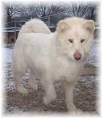 Hudsons Malamutes - Shahana