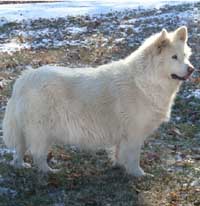 Hudsons Malamutes - Shahana