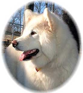 Hudsons Malamutes - Shahana