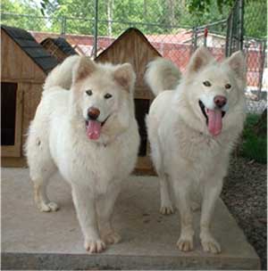 Hudsons Malamutes - Shahana