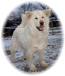 Hudsons Malamutes - Shahana