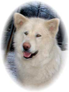 Hudsons Malamutes - Shahana